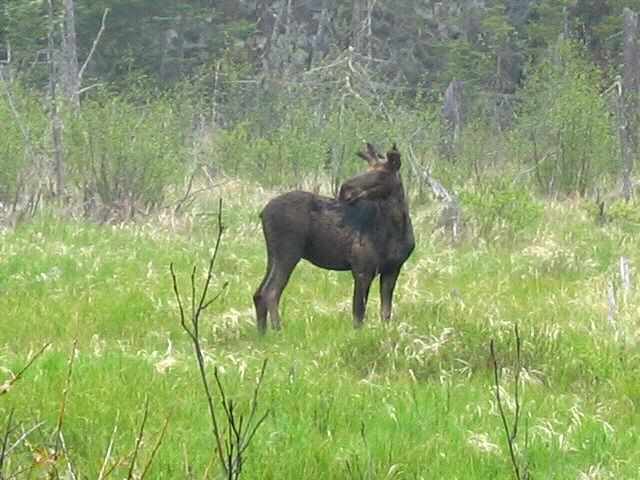 McNight Moose